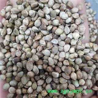 火麻仁 火麻仁大粒 产地 广西壮族自治区图3