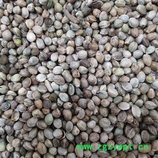 火麻仁 火麻仁大粒 产地 广西壮族自治区图4