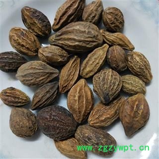 诃子 诃子统个 产地 云南省图4