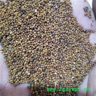 菟丝子 菟丝子水洗选货 产地 宁夏回族自治区图2