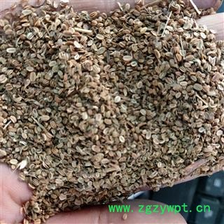 蛇床子 蛇床子净货 产地 山东省图2