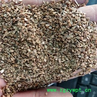 蛇床子 蛇床子净货 产地 山东省图4