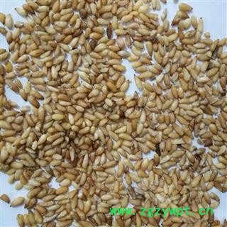 柏子仁 1袋500克柏子仁精选货 产地 山东省图2