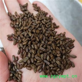 决明子 国产清炒决明子选货无任何杂质草决明炒的好 产地 山东省图2