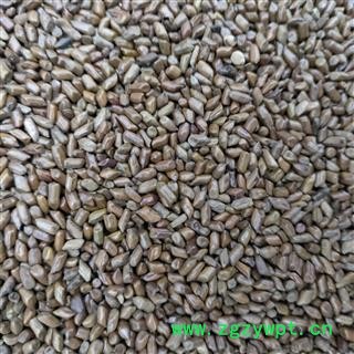 决明子 国产清炒决明子选货无任何杂质草决明炒的好 产地 山东省图4