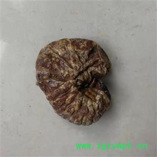 小丽百草行芝麻虫无硫新货 豆虫 干品芝麻虫 豆天蛾 豆丹图3