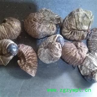 小丽百草行芝麻虫无硫新货 豆虫 干品芝麻虫 豆天蛾 豆丹图2