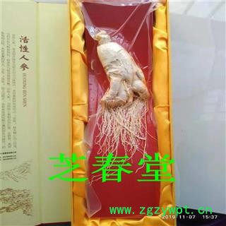 活性人参东北吉林长白山万良整枝人参足龄礼盒装白参图2