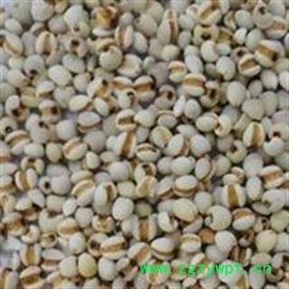 小丽百草行 薏米 小薏米 手选 食药两用 98货薏苡仁 米仁 六谷 川谷图2