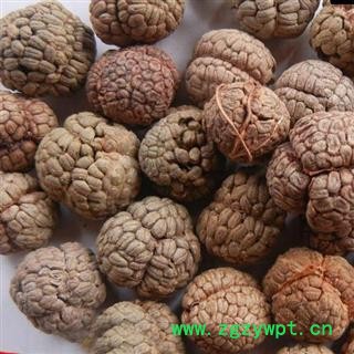 小丽百草行草蔻 大草寇 草叩 草扣  土砂仁 假砂仁图2