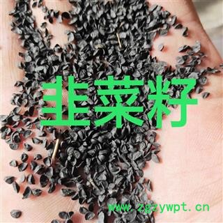 韭菜子 韭菜子净货 产地 山东省图4