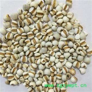 薏米 国产薏苡仁98米 产地 贵州省图2