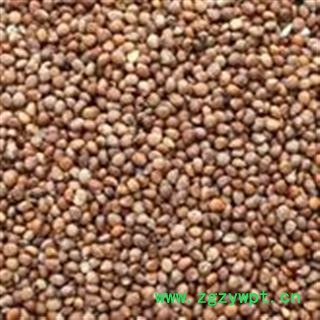 小丽百草行 苏子 油苏 新货 优惠图2