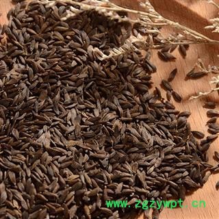 小丽百草行新货黑巨胜 黑生菜籽 黑生菜子 非黑芝麻  黑生菜子 莴苣子 莴苣 莴苣笋 莴菜 香莴笋过风车无杂图3