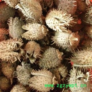 小丽百草行曼陀罗子曼陀罗果图3