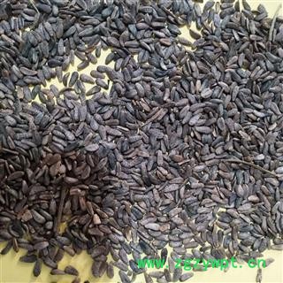 牛蒡子 产地直销川牛蒡子净货颗粒大水洗干净 产地 甘肃省图4