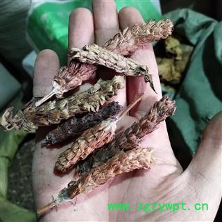 夏枯球 家种夏枯球产地 河南省图3