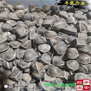 辣木籽一级海外正品 【品种齐全 诚信经营】印度进口 粒大饱满图2