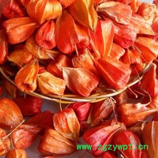 小丽百草行锦灯笼 红姑娘  无杂 颜色好 产地东北图2