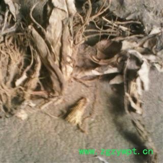 小丽百草行中药材大火草 大伙草全草 野棉花 土白头翁 冷背药材 白地紫菀图2