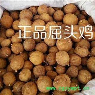 小丽百草行屈头鸡 树屈头鸡 果实统货图3