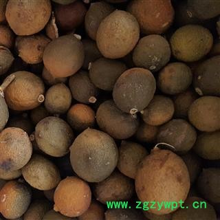 小丽百草行屈头鸡 树屈头鸡 果实统货图4