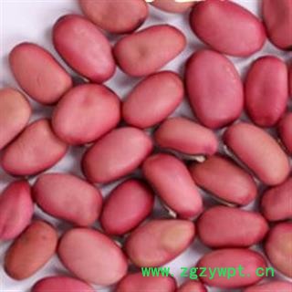 小丽百草行红刀豆 广东刀豆 新货图2