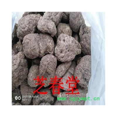 云南虎乳菌 原只虎乳菌 虎奶菌 虎乳菌