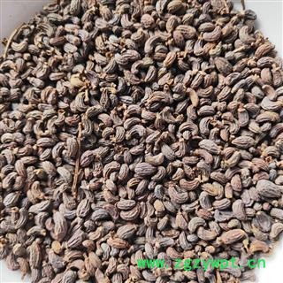 女贞子 女贞子腰果净货 产地 山东省图2