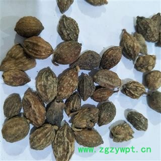 益智 生益智仁统货 产地 广西壮族自治区图2