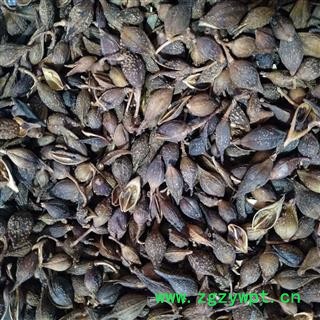 连翘 青翘水煮（汽蒸）选货 产地 山西省太原市市辖区图3