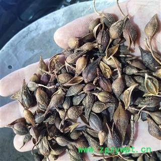 连翘 青翘水煮（汽蒸）选货 产地 山西省太原市市辖区图4