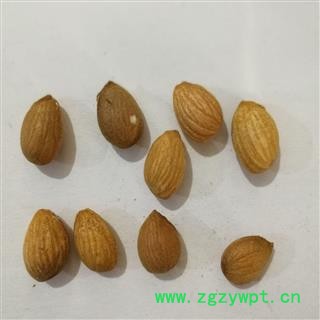 山桃仁 山桃仁选货 产地 内蒙古自治区图2