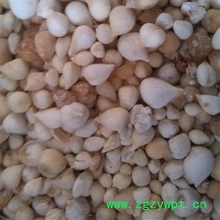 光慈姑 山慈菇 毛慈菇 冰球子 好统,批发中药材,花茶,矿石,动物,人参,产地 云南图2