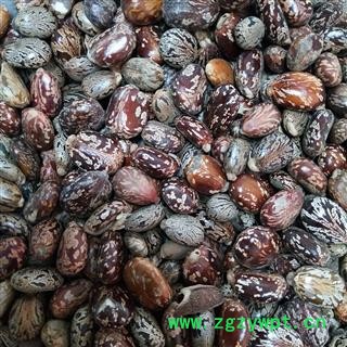 蓖麻子 产地直销新货蓖麻子统货。发货前过筛，干净无杂，实物拍摄 产地 安徽省图2