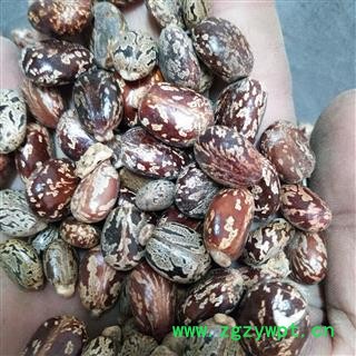 蓖麻子 产地直销新货蓖麻子统货。发货前过筛，干净无杂，实物拍摄 产地 安徽省图3