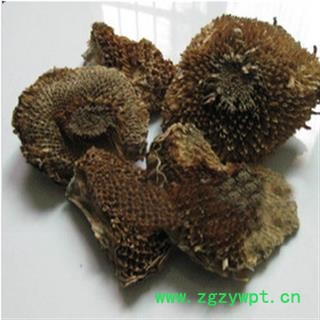小丽百草行向日葵花盘，图2
