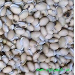 白扁豆 炒白扁豆, 产地直销 各种中草药 名贵药材 高档滋补品 金牌 产地 云南省图2