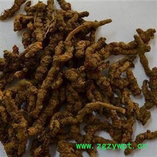 精品单支黄连选货 质量好 价格低  产地直销 产地 四川省图2