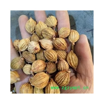 香砂 产地直销新货香砂统货，货干净足干，实物拍摄 产地 广西壮族自治区