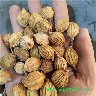 香砂 产地直销新货香砂统货,货干净足干,实物拍摄 产地 广西壮族自治区图3
