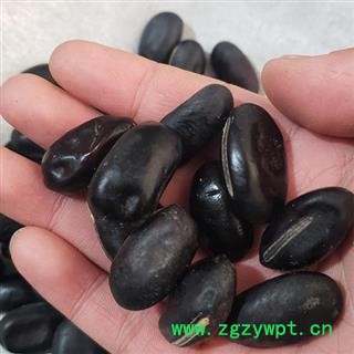 小丽百草行黑刀豆  挟剑豆 野刀板藤 葛豆 刀豆角 刀板豆图2