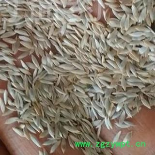 小丽百草行巨胜子 白巨胜 白苣胜 生菜籽产地 河北省安国图2