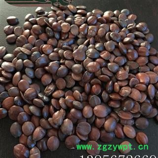 98%酸枣仁 茗生春药材总公司 一手货源  7天无理由退换图2