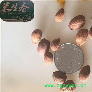 带皮桃仁 山桃仁选货 产地 山东省 茗生春药材总公司 一手货源 7天无理由退换图2