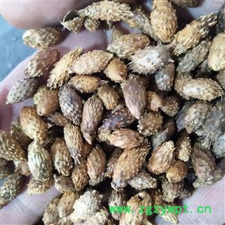苍耳子 炒无刺苍耳子中期黄绿色统货 产地 内蒙古自治区图4