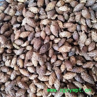 苍耳子 炒无刺苍耳子中期黄绿色统货 产地 内蒙古自治区图2