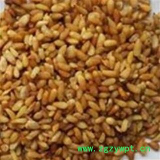 柏子仁 柏子仁精选货 净货 无杂质 真正好货 产地 山东省图2