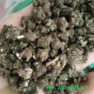 猫爪草 家种猫爪草中选货1.0-1.6 产地 安徽省图2