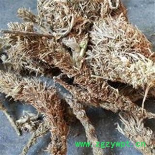 小丽百草行 糠谷老 看谷老 老谷穗 粟白发 老枪谷 谷子白发 促销图2